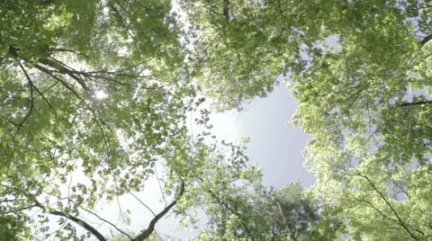 Trees from below swaying Stock Footage 40018557