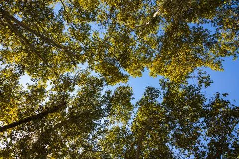 Trees from below in wide angle view. Forest or carbon net zero background pho Stock Photos