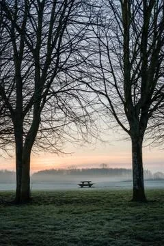 Trees bench table silhouette dawn Foto stock