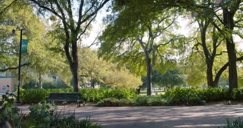 Trees &amp; Benches 스톡 동영상 249646184