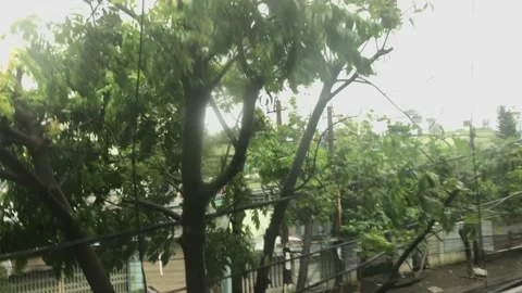Trees bend in strong wind amid a tropical storm Video stock 142112552