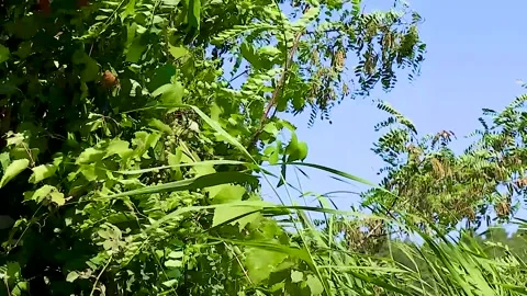 Trees Bend in Strong Winds. Scary Typhoon storm. Cyclone storm surge Stock Footage 247456883