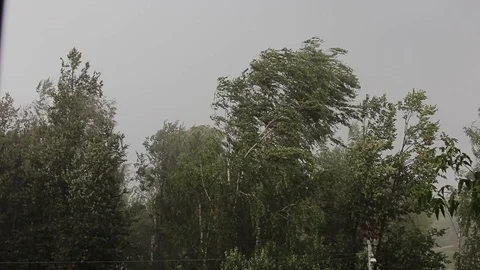 Trees bend under the wind. Storm of wind and rain in the city. Stock Footage 111433851