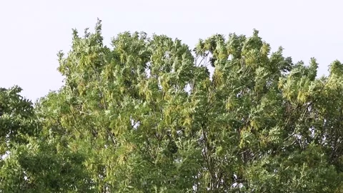 Trees bending and blowing leaves in storm winds Video stock 137808976