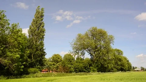 Trees bending in gale force wind ellerton yorkshire united kingdom Stock Footage 76665992