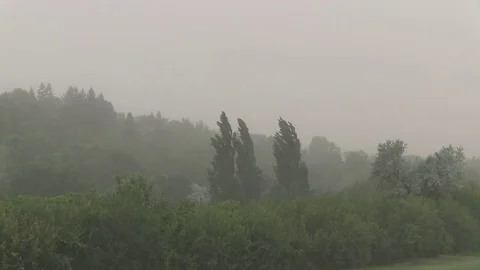 Trees Bending in Strong Wind and Smoke Stock Footage 81110041