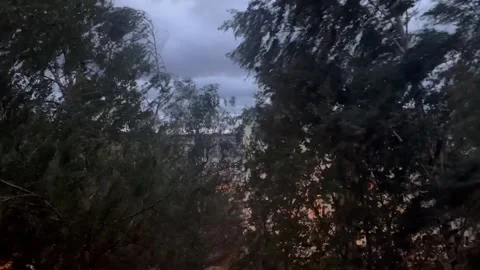 Trees bending under strong wind gusts (storm) Stock-Footage 252458747