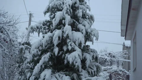 Trees bending under the weight of freshly fallen snow Stock Footage 328493463