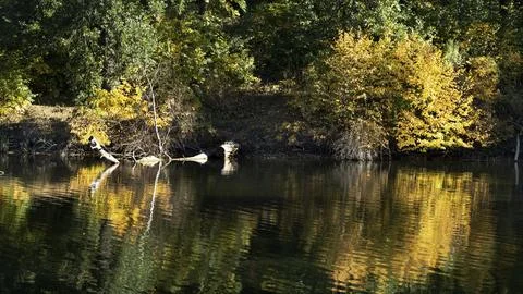Trees bent over the water, reflection in the lake, landscape, cloudy sky 写真素材