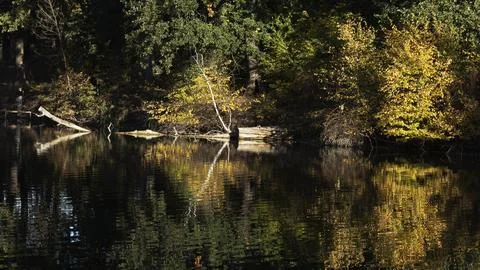 Trees bent over the water, reflection in the lake, landscape, cloudy sky 写真素材