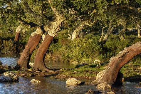 Trees bent by the wind HD Stock Photos