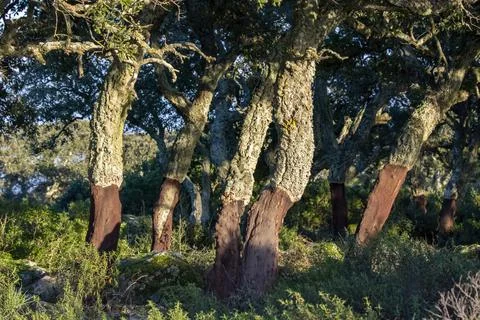 Trees bent by the wind HD Stock Photos