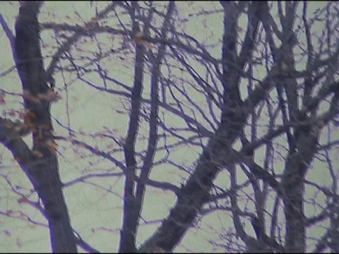 Trees is berlin Stock Footage 133810114