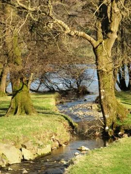 Trees beside a small stream Stock Photos