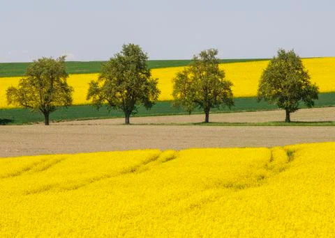 Trees between flowering rape fields agricultural landscape near Bad Foto stock