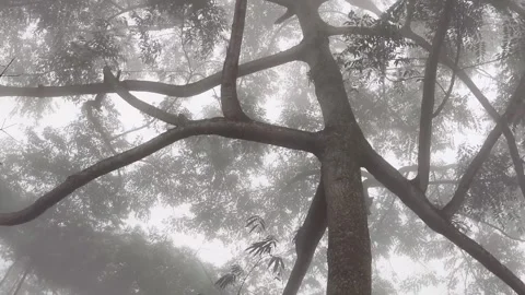 Trees in between fog Video stock 278909074