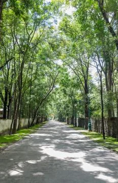 Trees between road Stock Photos