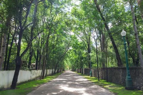 Trees between road Stock Photos