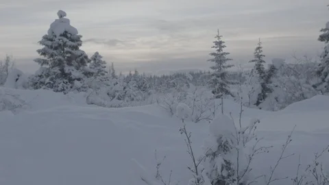 Trees between the snow covered landscape Video stock 104512343