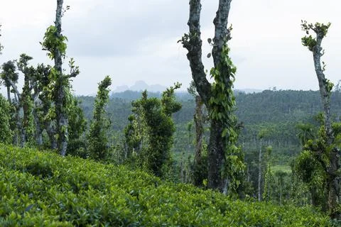 Trees in between tea plantation with some parts in focus Stock Photos
