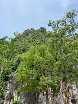 Trees on the big mountain Stock Photos