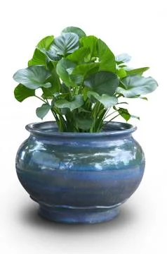 Trees in big pots on white background Stock Photos