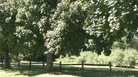 Trees Billowing 스톡 동영상 12363331