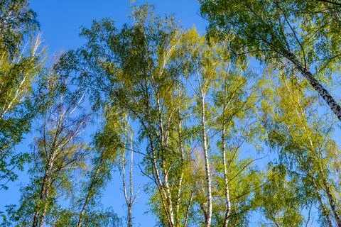 Trees of birch. Blue sky. Foto stock