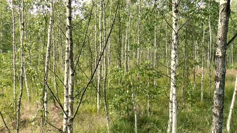 Trees Birch Stock Footage 78302029