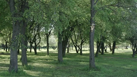 Trees in a birdhouse on one of them Stock Footage 90063141