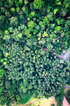 Trees from birds eye view Stock-Fotos