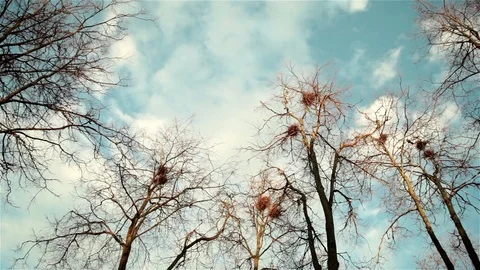 Trees with birds' nests Stock Footage 76940346