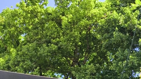 Trees with birds singing Video stock 309946256