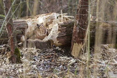 Trees bitten and destroyed by Beaver - Castor fiber. Stock Photos