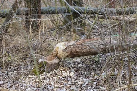 Trees bitten and destroyed by Beaver - Castor fiber. Foto stock