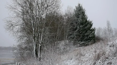Trees in a blizzard by the river Stock Footage 120602368