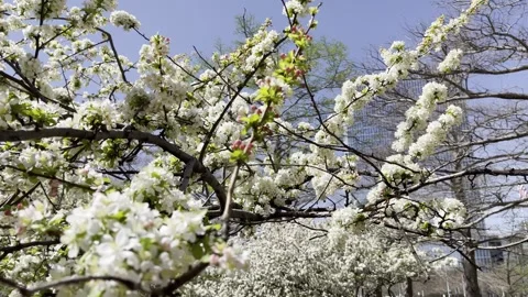 Trees in Bloom with Bees Pollinating in Oklahoma Stock Footage 268443772