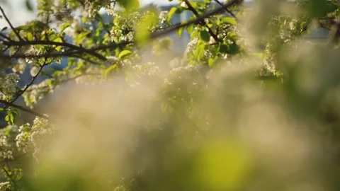 Trees bloom blue sky. Bright spring background Video stock 232917492