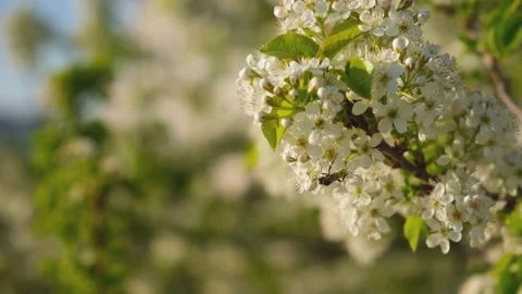Trees bloom blue sky. Bright spring background. Stock Footage 232917493