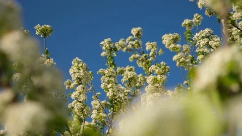 Trees bloom blue sky. Vídeos de archivo 193991168