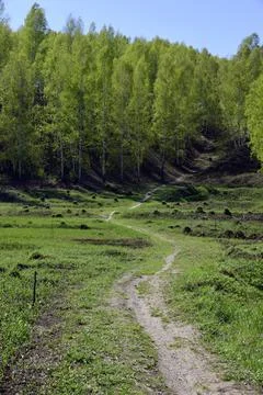 Trees bloom, the first sticky leaves appear on their crowns. young grass cove Stock Photos