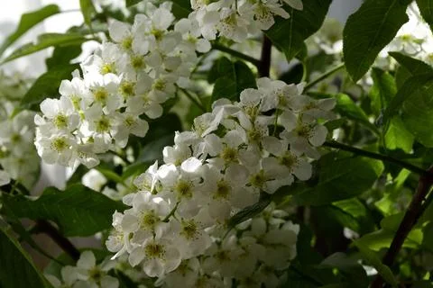 Trees bloom, the first sticky leaves appear on their crowns. young grass cove Stock Photos