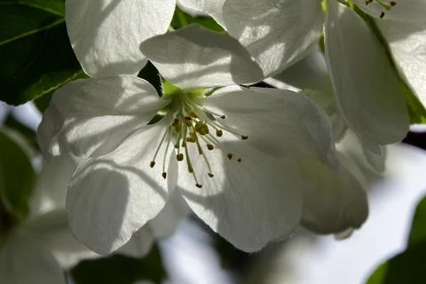 Trees bloom, the first sticky leaves appear on their crowns. young grass cove Stock Photos
