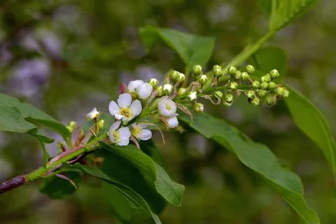 Trees bloom, the first sticky leaves appear on their crowns. young grass cove Stock Photos