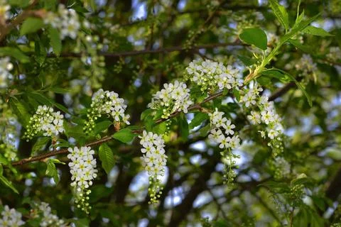 Trees bloom, the first sticky leaves appear on their crowns. young grass cove Stock Photos
