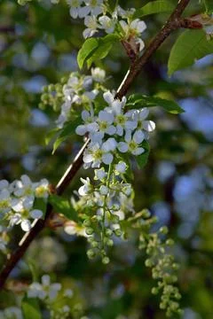 Trees bloom, the first sticky leaves appear on their crowns. young grass cove Stock Photos