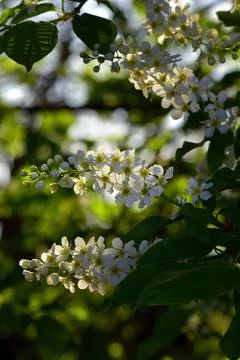 Trees bloom, the first sticky leaves appear on their crowns. young grass cove Stock Photos