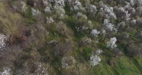 Trees in Bloom Stock Footage 98139699