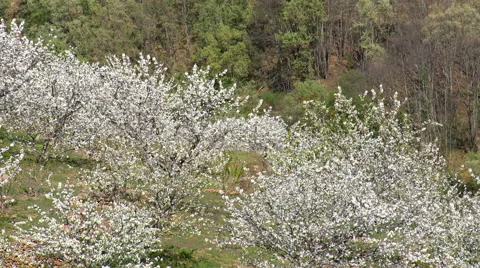 Trees in bloom moved by wind from higher ground Stock Footage 49652411