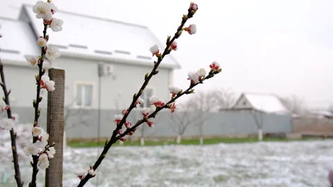 Trees bloom snow spring. Selective focus. Stock Footage 306588572
